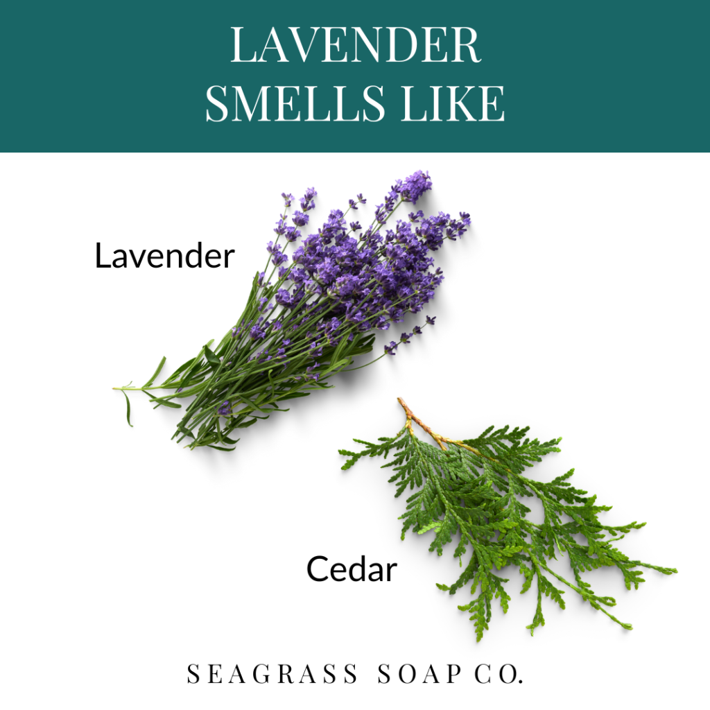 Lavender flowers and cedar branches with text indicating lavender and cedar scents, branded by Seagrass Soap Co.