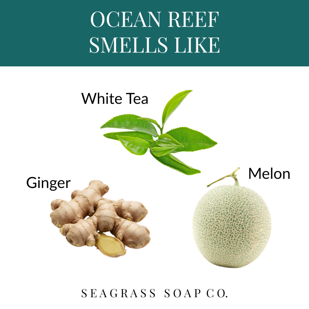 Diagram showing ingredients used by Seagrass Soap Co. for 'Ocean Reef' fragrance, including white tea, ginger, and melon.