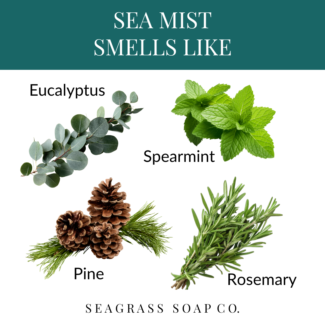 Diagram showing plants of sea mist scent and text with eucalyptus, spearmint, pine, rosemary